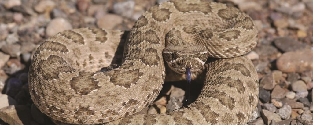 Rattlesnake Season in Boulder: Understanding the Dangers and Precautions