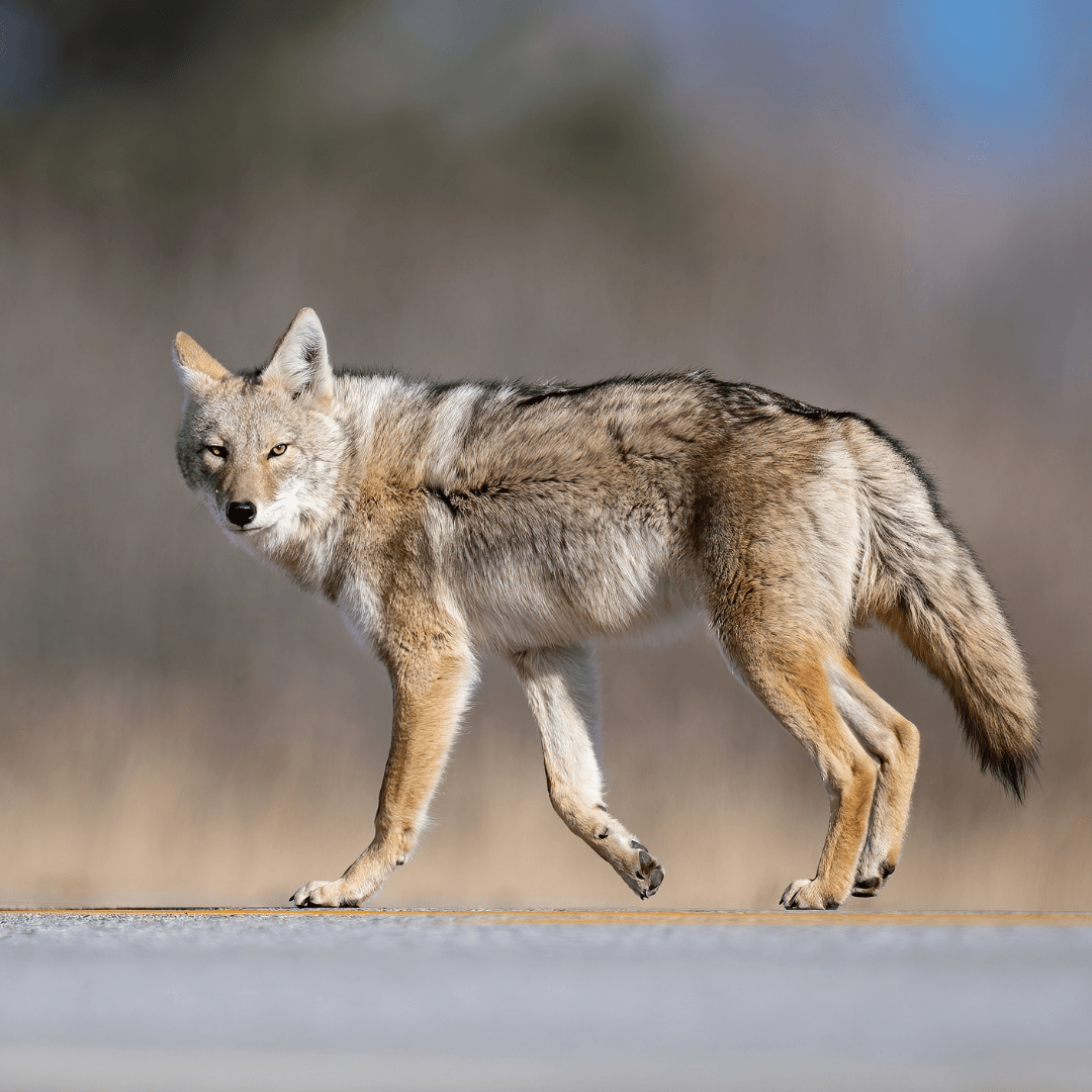 How to Protect Your Dog from Coyotes During a Hike - AboutBoulder.com
