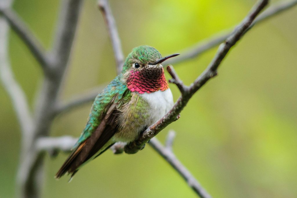 The Enchanting Hummingbird Season in Colorado: What You Need to Know