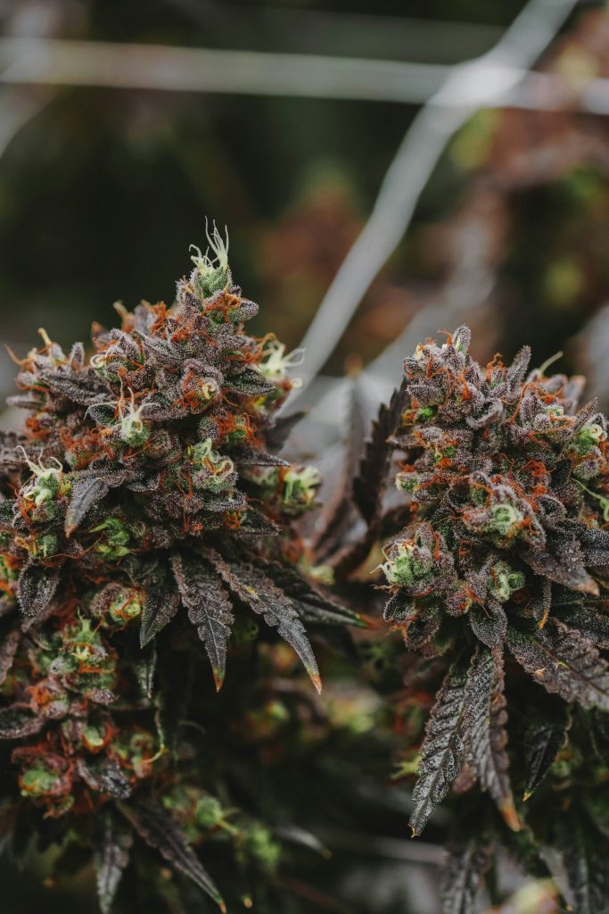 Understanding the Effects: Exploring the Differences Between Sativa, Indica, and Hybrid Marijuana Strains