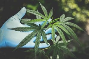 Examining Colorado's New Laws and Regulations for the Marijuana Industry - AboutBoulder.com