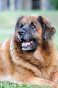 leonberger, dog, pet