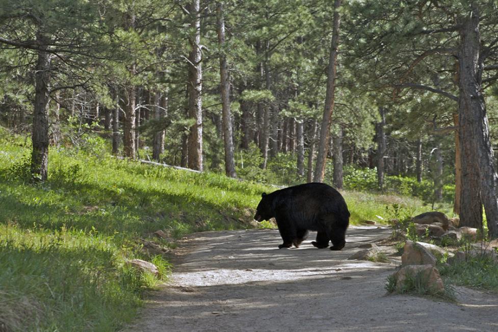 Bear Aware: Navigating Bear Season in Boulder, Colorado