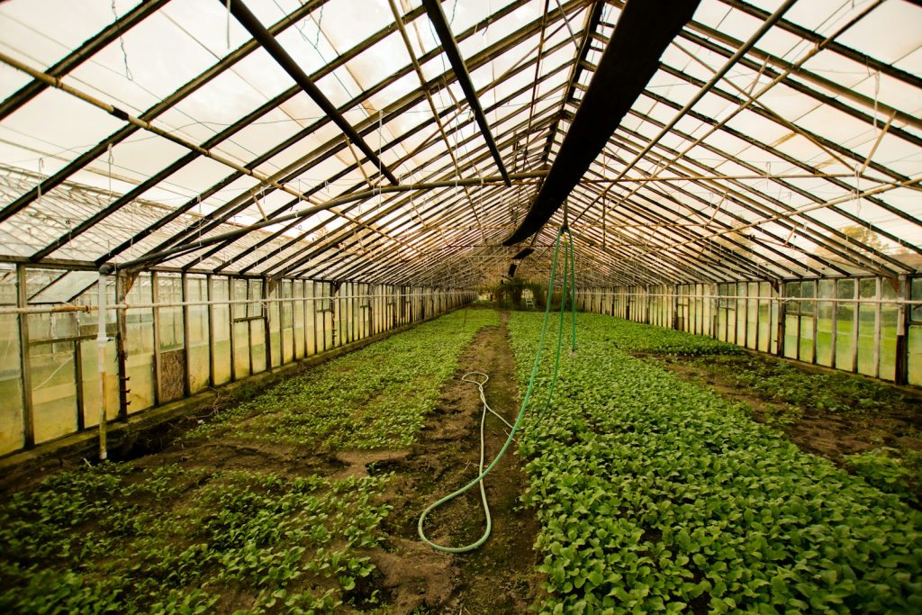 Understanding The Importance of Greenhouse Ventilation - AboutBoulder.com