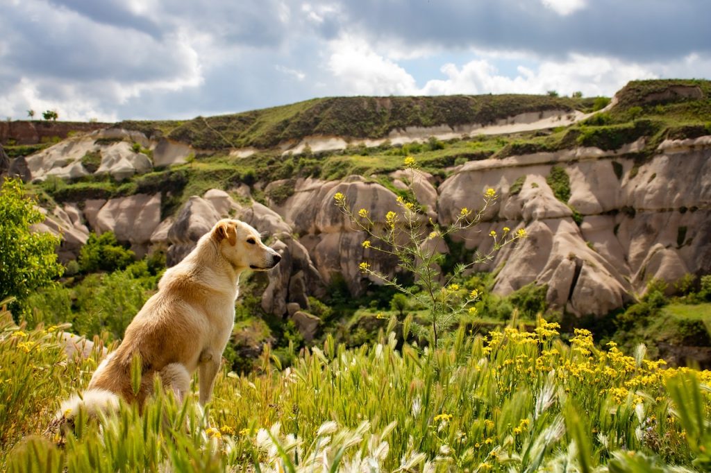 Boulder's Top Dog-Friendly Destinations: Where to Take Your Pup for a Pawsitively Perfect Day Out