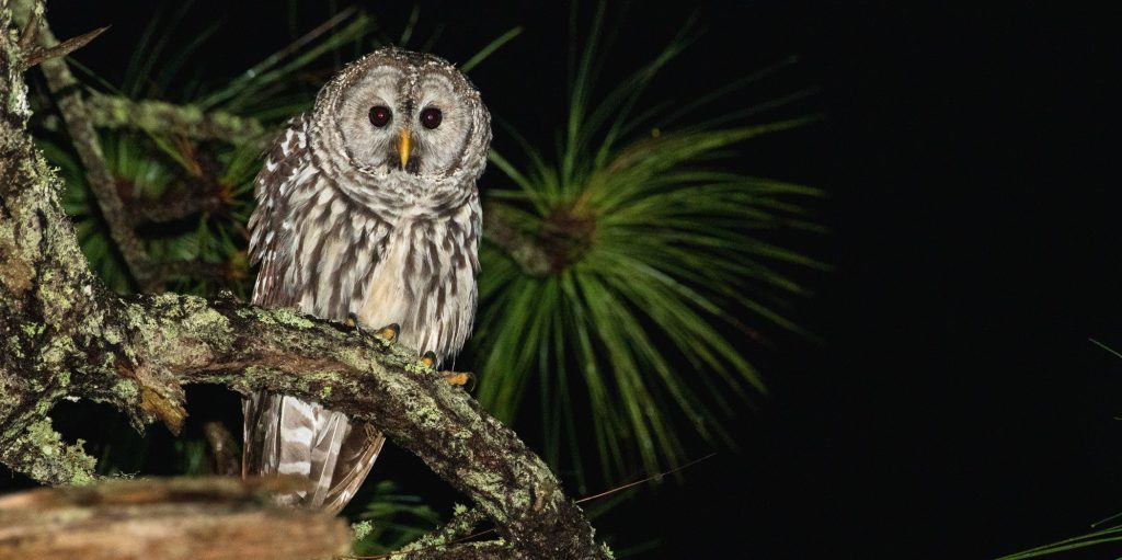 The Mysterious Lives of Boulder's Nocturnal Residents: A Closer Look at the Owls of Colorado