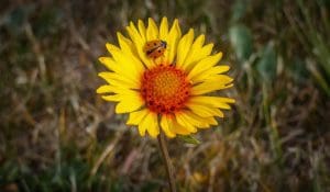 yellow sunflower with ladybug on top