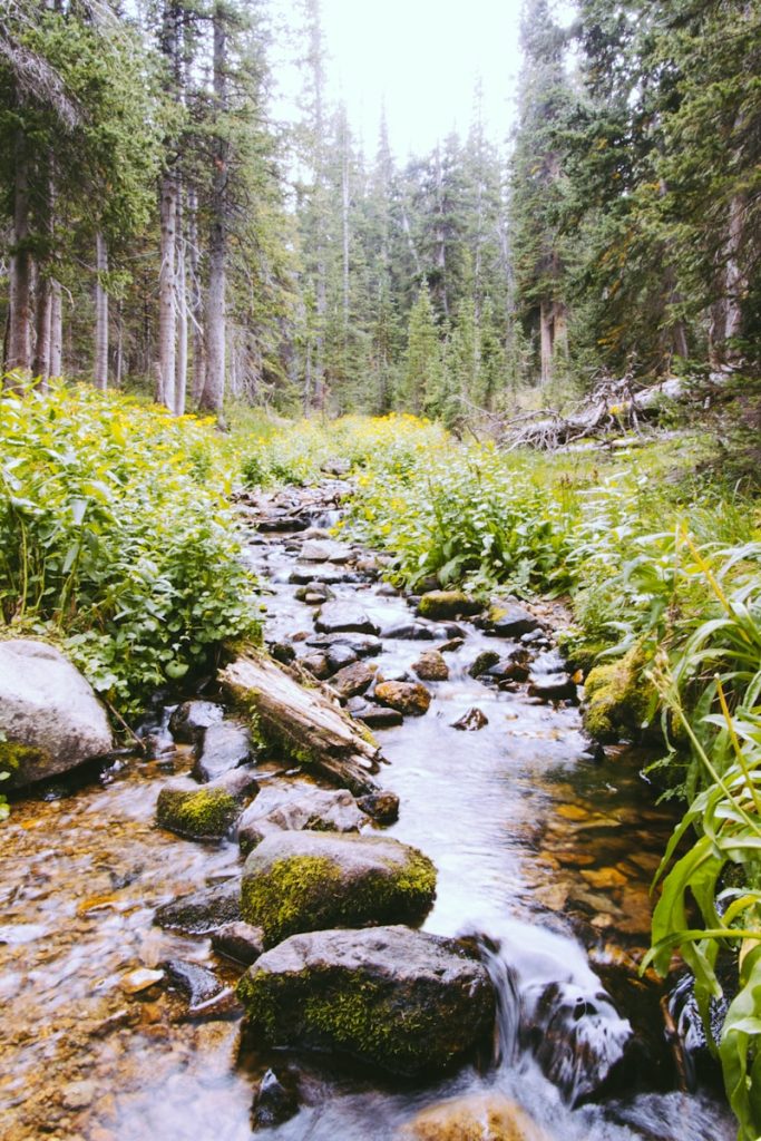 river surrounded by trees