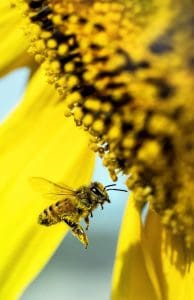 yellow bee flying beside flower