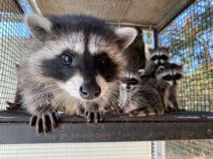 boulder backyard raccoons