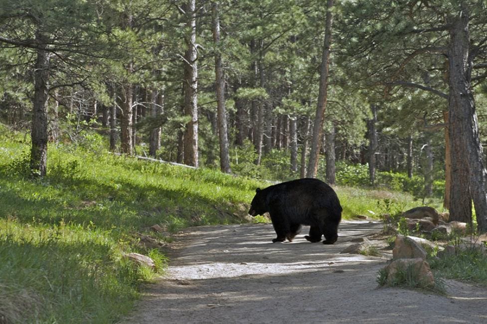 Close Encounter: A Bear Roams Through Boulder Neighborhood