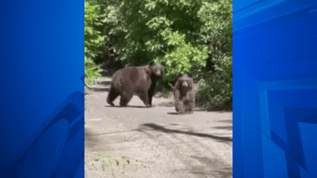 Close Encounter: A Bear Roams Through Boulder Neighborhood