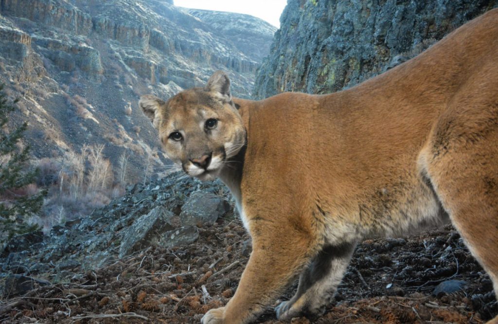 Navigating Mountain Lion Season: What Boulder Residents Need to Know
