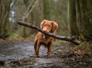 Ensure That Your Dog Is Fit Enough for the Hike - AboutBoulder.com