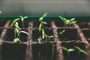 Therapeutic Benefits of Growing Your Own Plants - AboutBoulder.com