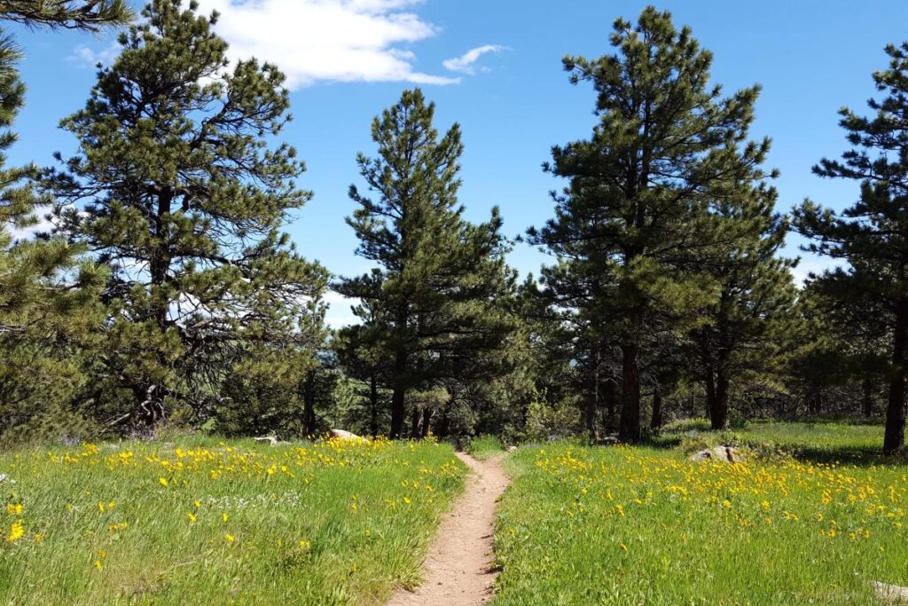 Blooming Beauty: Boulder's Top Hiking Trails for Wildflower Enthusiasts