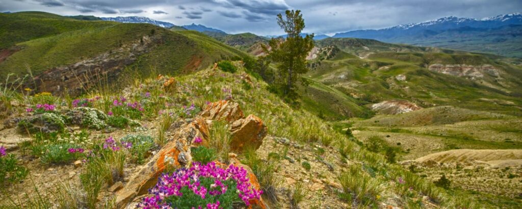 Blooming Beauty: Exploring the Diverse Wildflowers of Boulder, Colorado