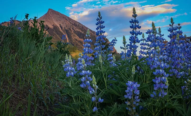 Blooming Beauty: Exploring the Diverse Wildflowers of Boulder, Colorado