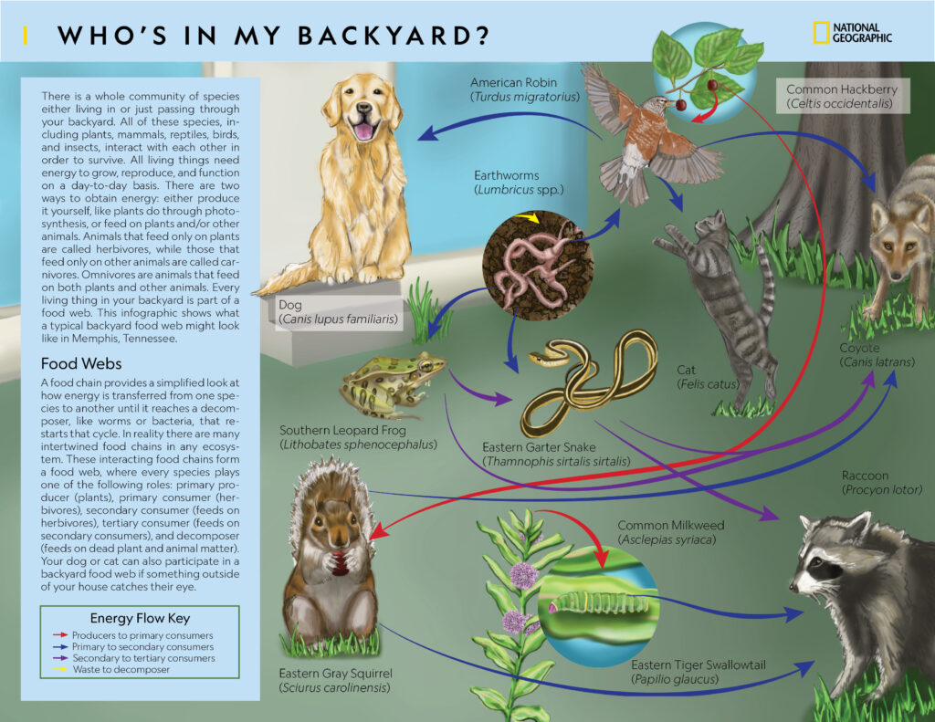 The Benefits of Having Raccoons as Backyard Visitors: Understanding Their Role in the Ecosystem