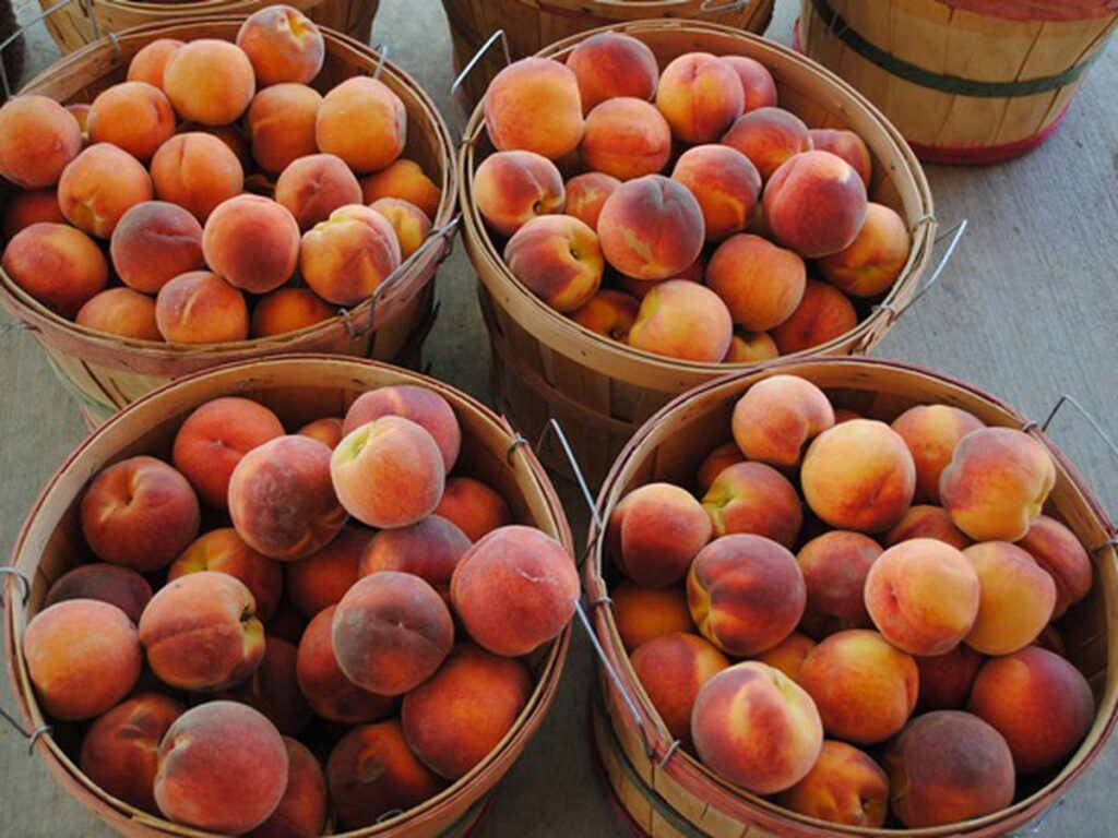The Sweet History of Palisade Peaches in Boulder, Colorado: A Fruitful Legacy