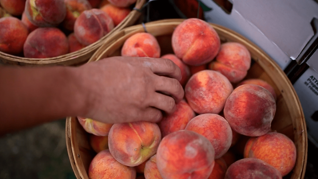 The Sweet History of Palisade Peaches in Boulder, Colorado: A Fruitful Legacy
