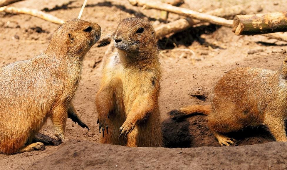 Protecting Boulder's Prairie Dogs: Balancing Conservation and Urban Development