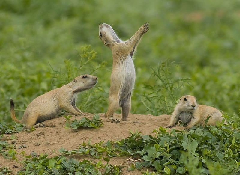 Protecting Boulder's Prairie Dogs: Balancing Conservation and Urban Development