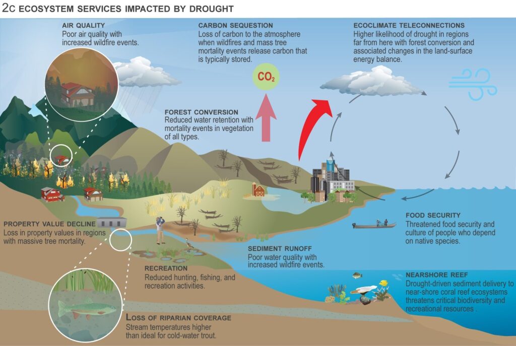 The Impact of Wildfires on Boulder's Ecosystem and Wildlife