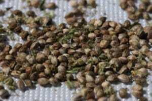 How to Choose a Reliable Online Seed Bank for Quality Cannabis Seeds - AboutBoulder.com