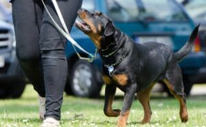 Dog Treats for Training: How to Reward Your Pup Effectively - AboutBoulder.com