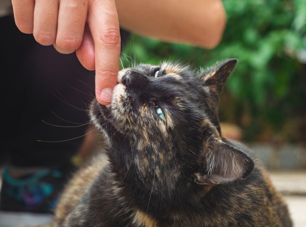 The Importance of Documenting Animal Bite Injuries for Your Claim - AboutBoulder