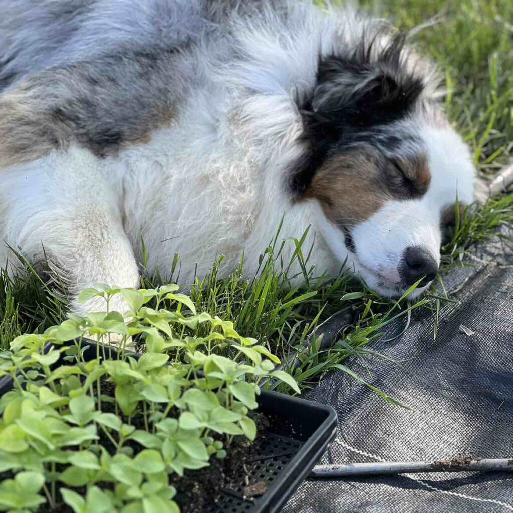 The Australian Sheepdog: A Valued Companion in Boulder, Colorado