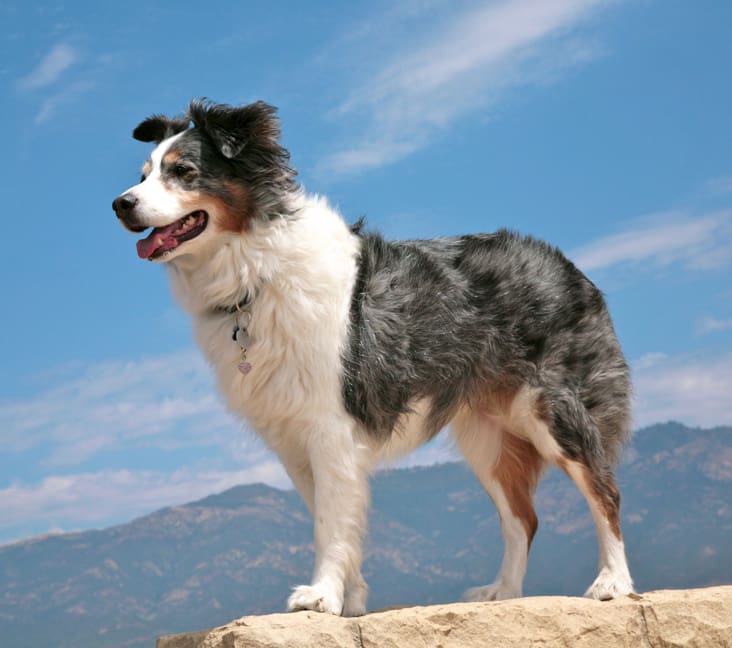 The Australian Sheepdog: A Valued Companion in Boulder, Colorado