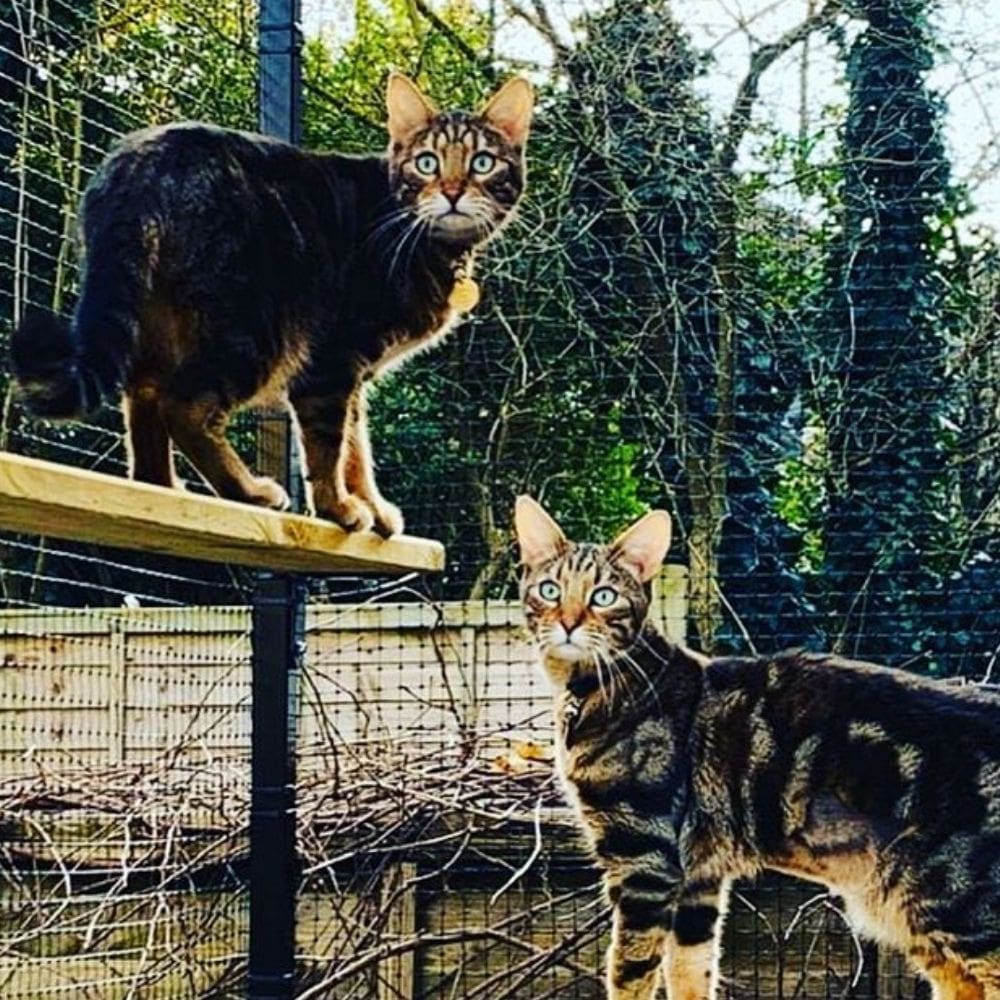 The Bengal: A Majestic Addition to Boulder's Feline Community