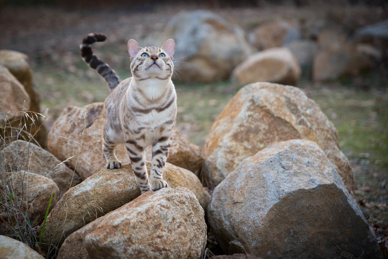 The Bengal: A Majestic Addition to Boulder's Feline Community