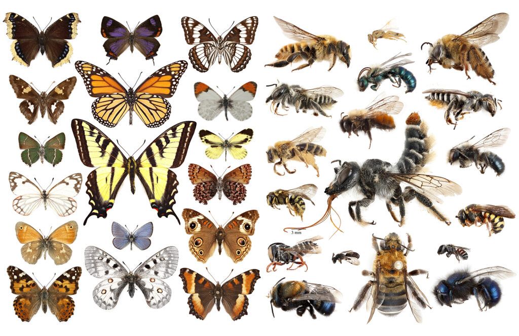 The Buzz About Boulder's Bees: The Vital Role of Pollinators in Colorado's Ecosystem