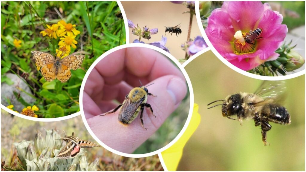 The Buzz About Boulder's Bees: The Vital Role of Pollinators in Colorado's Ecosystem