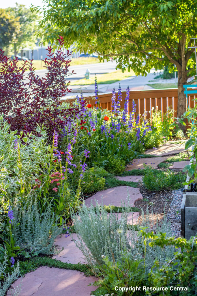 The_Buzz_About_Boulders_Bees:_The_Vital_Role_of_Pollinators_in_Colorados_Ecosystem