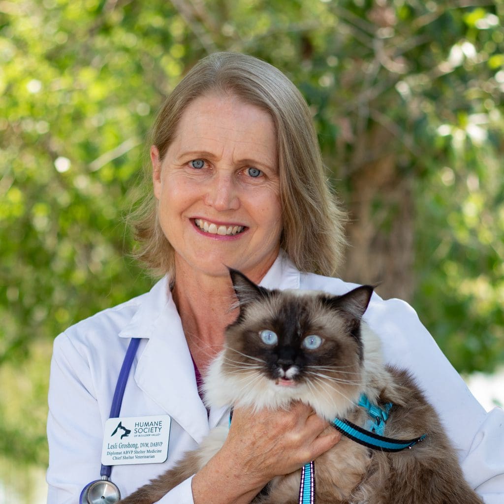 The Enchanting Charm of Boulder's Ragdoll Cats: A Purr-fect Blend of Beauty and Personality