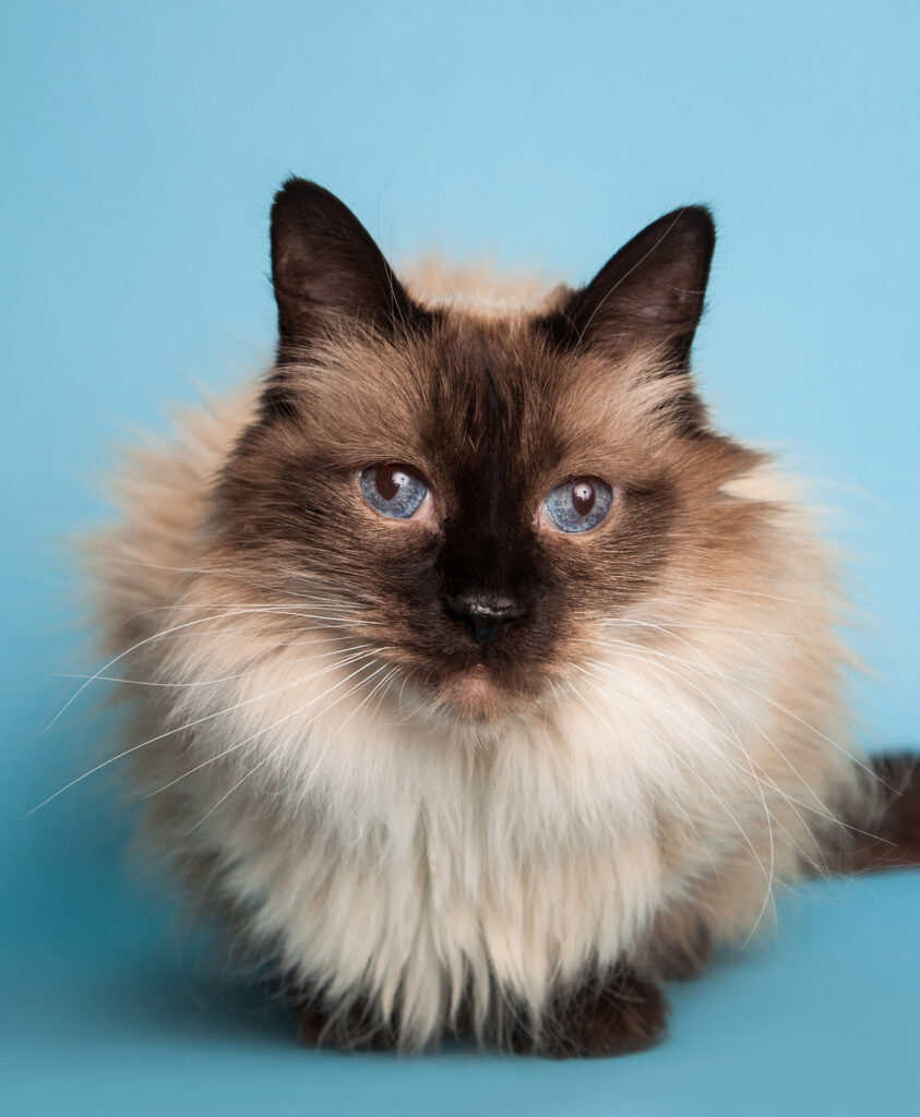 The Enchanting Charm of Boulder's Ragdoll Cats: A Purr-fect Blend of Beauty and Personality