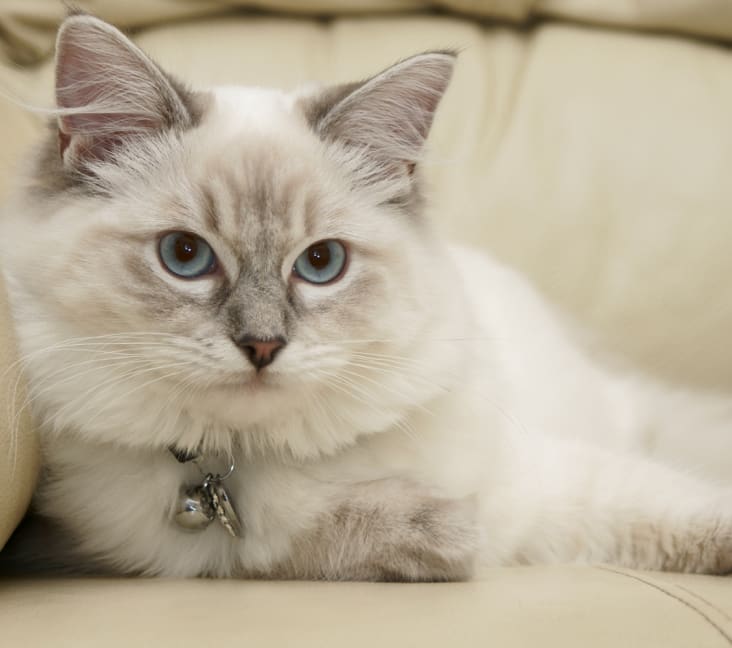 The Enchanting Charm of Boulder's Ragdoll Cats: A Purr-fect Blend of Beauty and Personality