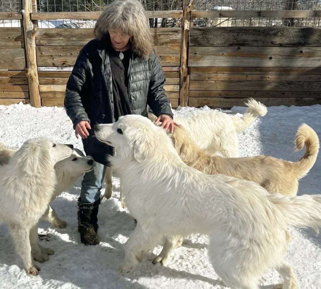 The Evolution of the Colorado Mountain Dog: From Working Companion to Beloved Family Pet