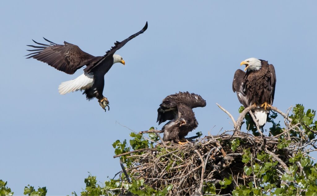 The Majestic Bald Eagles of Boulder: A Closer Look at Colorado's Iconic Raptors