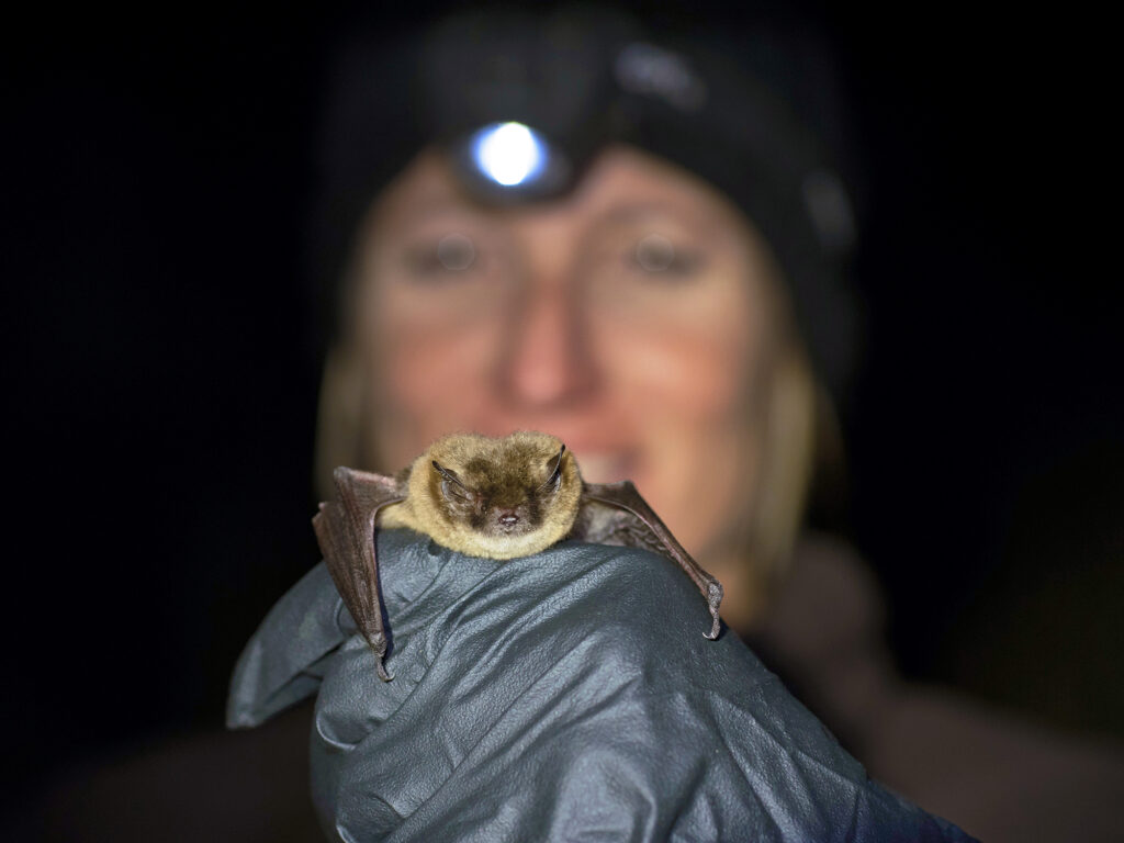 The Secret Lives of Boulder's Bats: Uncovering the Mysterious Creatures of the Night
