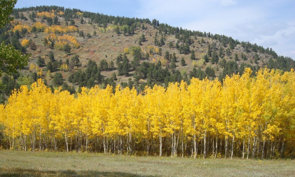 The Whispers of the Aspen: Exploring the Enchanting Trees of Boulder County, Colorado