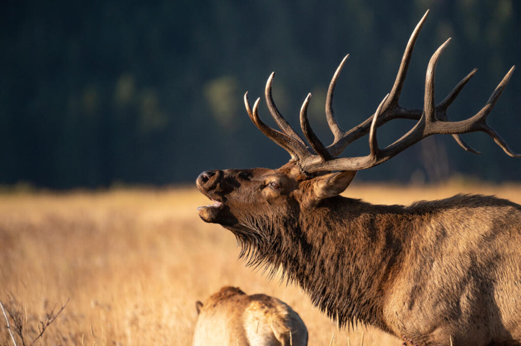 Uncovering the Top Elk Viewing Spots in Boulder, Colorado