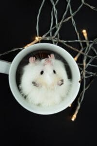 A hamster in a mug surrounded by christmas lights