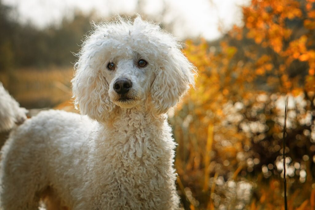 dog, poodle, the dog breed