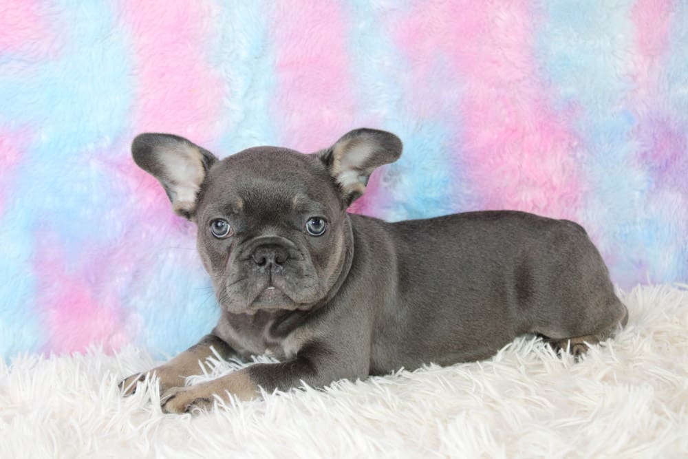 Boulder's Beloved French Bulldogs: A Look into the Frenchie Frenzy of Colorado