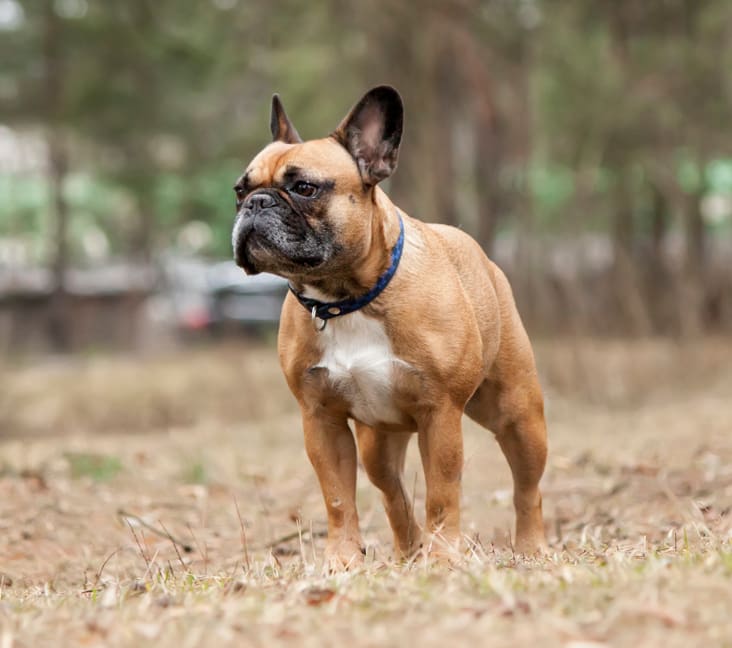 Boulder's Beloved French Bulldogs: A Look into the Frenchie Frenzy of Colorado
